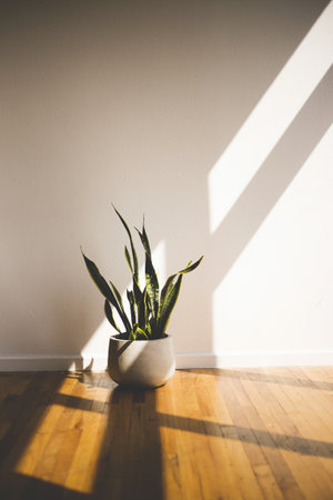 A vertical shot of a green long-leaved plant in a white pot inside a room. Great for a room decorの写真素材