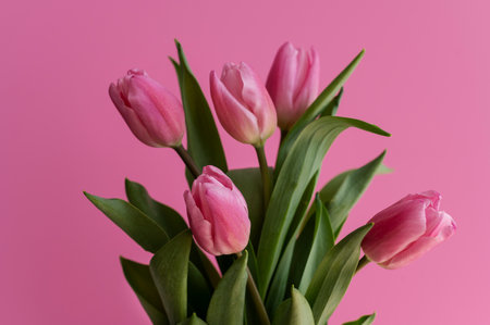 Bouquet of pink tulips on a pink background close upの写真素材