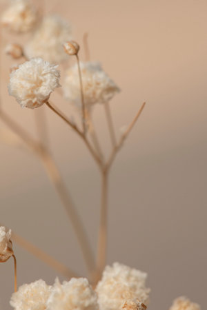 Dried gypsophila flowers macro shotの写真素材