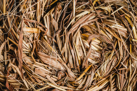 Dry grass texture background, top view of dry grass texture.