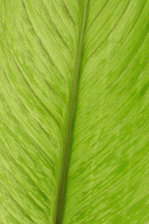 Green leaf texture background, close up of green leaf texture background.