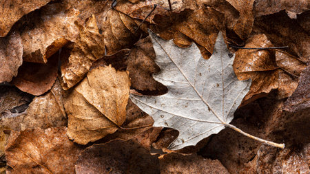 Fallen leaves on the ground in autumn, close-up.
