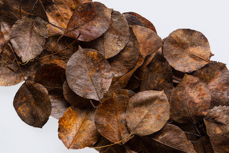 Dry autumn leaves isolated on white background. Top view. Flat lay.