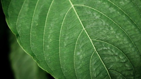 green leaf macro close up abstract background and texture for graphic design.