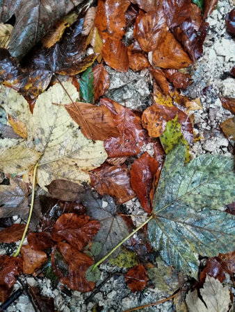 Colorful autumn leaves on the ground in the forest. Selective focus.の写真素材