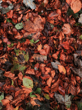 Fallen autumn leaves on the ground. Autumn background. Top view.の写真素材