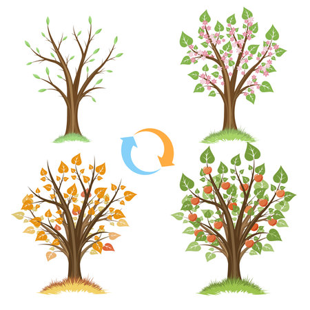 Set of four seasons tree isolated on white background. Vector illustration.の写真素材