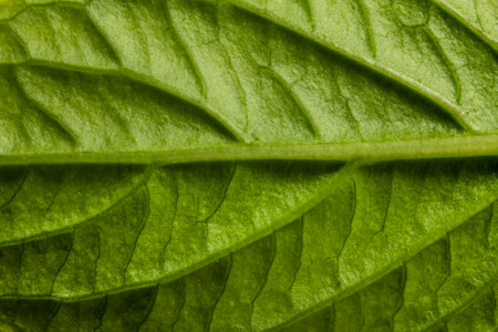 Green leaf macro close up. Natural background. Green leaf texture.