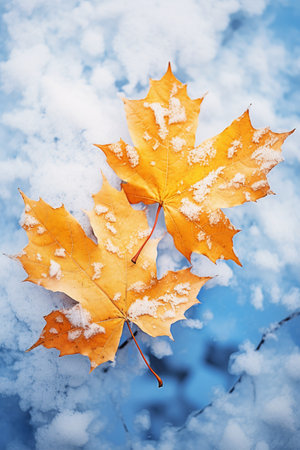 Autumn maple leaves in the snow on a background of blue sky