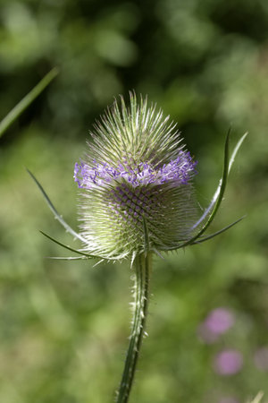 A selective focus shot of a wild flower - perfect for background