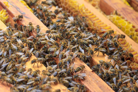 A closeup of honeybees on a beehive under the sunlight - agricultural concept
