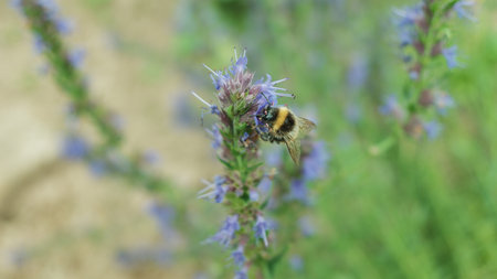 A macro shot of a bumblebee on a purple flower outdoors