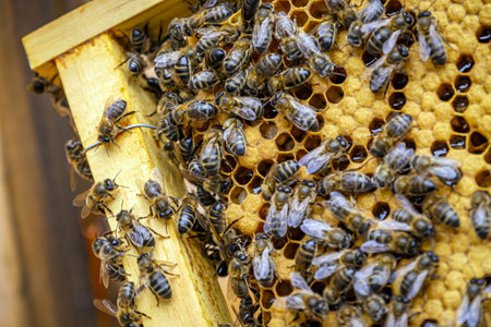 A closeup shot of many bees on a honeycomb frame making honey