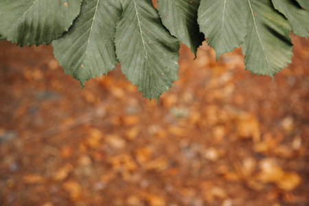 Leaves of a chestnut tree on a background of autumn leavesの写真素材