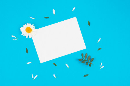 White paper card with daisy flower on blue background. Flat lay, top view.の写真素材