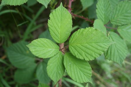 Leaf