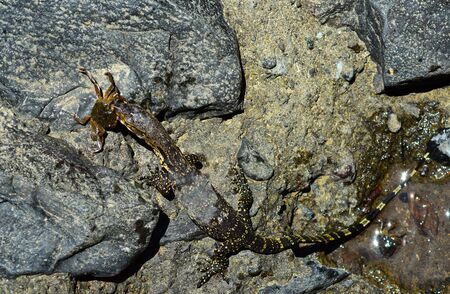 Asian Water Lizard Hunting a Crab, Varanus Salvator, Bali Island, Bali, Indonesiaの写真素材