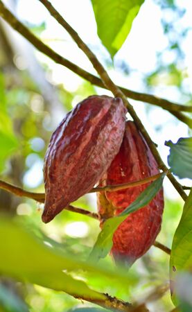 Cocoa beans, Nature, Bali, Indonesiaの写真素材