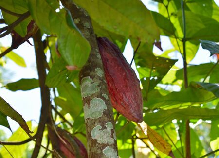 Cocoa beans, Nature, Bali, Indonesiaの写真素材