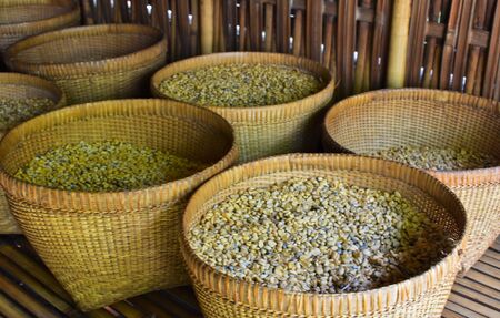 Coffee plantation in Bali, Coffee beans, Kopi Luwak, Bali Indonesiaの写真素材
