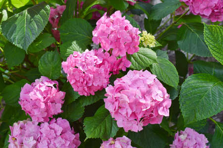 Beautiful Hydrangea flower in Monastery Moraca, Montenegroの写真素材