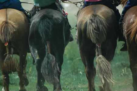 horse race in Mongoliaの写真素材