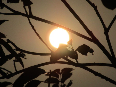 Sun shine through branchesの写真素材