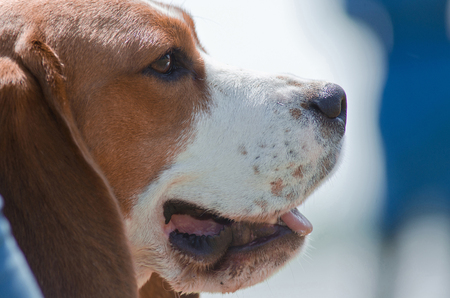 Funny beagle puppy in the parkの写真素材