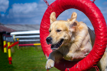 Golden Retriever Jumping Through a Tireの写真素材