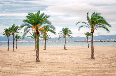 Tropical beach with palm treesの写真素材