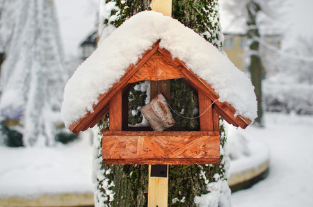 Bird feeder hanging on a treeの写真素材