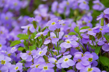 Blue flowers flowerbed texture backgroundの写真素材