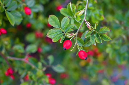 Red berries of rose bush in autumnの写真素材