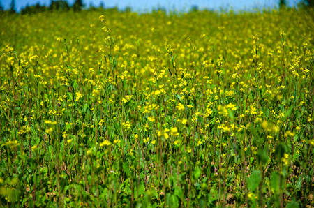 Rapeseed flowers in a field full of the yellow spring cropの写真素材