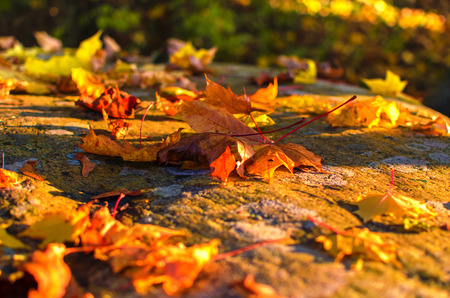 Autumn leaves on the forest floor in sunlightの写真素材