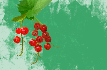 Branch of red currants with leaf isolated on a white backgroundの写真素材
