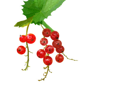 Branch of red currants with leaf isolated on a white backgroundの写真素材
