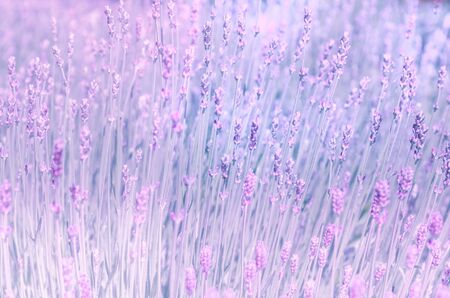Fresh lavanda flowers at pastel colors of ultraviolet tone. Background on web header or banner.の写真素材