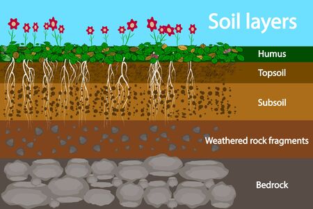 Soil layers. Diagram for layer of soil. Soil layer scheme with grass and roots, earth texture and stones. Cross section of humus or organic and underground soil layers beneath. Vector illustrationのイラスト素材