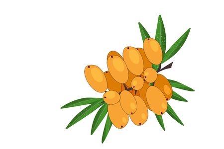 Sea buckthorn isolated on the white. Fresh sea buckthorn branch icon. Flat illustration of medical plants, herbs. For the package of health, beauty natural products, label, poster, print. Vectorのイラスト素材
