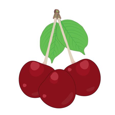 Cherry isolated on white background. Cherry fruit and leaf. Simple cartoon flat style organic fruit Ripe purple cherry for icon for jam or juice label, gardening farm sign, print, poster, menu. Vectorのイラスト素材