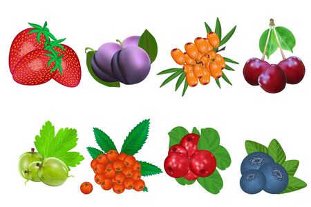 Berry icon set isolated on white background. Strawberries, plum, buckthorn, cherry, gooseberry, rowan, lingonberry, blueberry. Sweet fruit. Packaging logo design. Realistic stock vector illustrationのイラスト素材