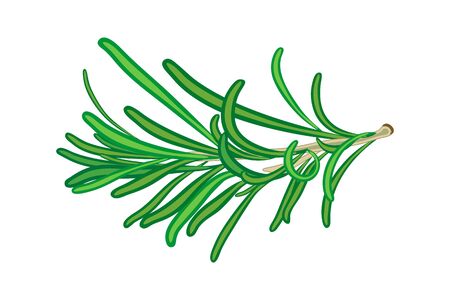 Rosemary isolated on white background. Rosemary Branch. Natural mosquito repellent. Herbs and spices rosemary for card template, for book, cover, package, label, banner.  Stock vector illustration.のイラスト素材