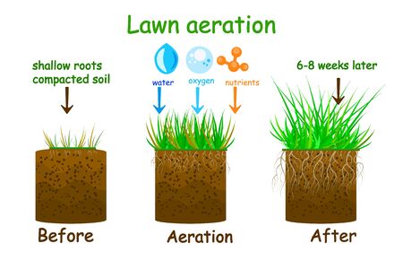Lawn aeration stage illustration. Before and after aeration. Gardening grass lawn care, landscaping, lawn grass care service. Illustration for article, infographics or instruction. Stock vector illustrationのイラスト素材
