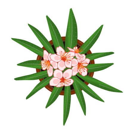 Flower in pot isolated on white background. Fresh pink bloom flower with green leaves in ceramic flowerpot. House plant top view. Landscape design projects or architecture plan. Stock vector illustrationのイラスト素材