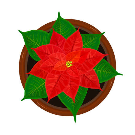 Red christmas poinsettia in pot isolated on white background. Fresh bloom flower with green leaves and red petals in ceramic flowerpot. 
Traditional Christmas star symbol. House plant top view. Landscape design projects or architecture plan. Stock vector illustrationのイラスト素材