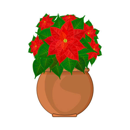 Poinsettia plant in pot isolated on white background. Christmas star traditional symbol of Christmas and New year. Bloom flower with green leaves and red petals in ceramic flowerpot. Stock vector illustrationのイラスト素材