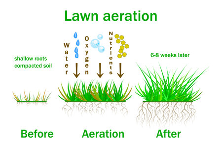 Lawn aeration stage illustration.のイラスト素材