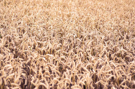 Golden rye field. Ripe grain spikelets. Cover crop and a forage crop. Agricultural concept. Summer...