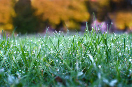 Juicy lush green grass on meadow with drops of water dew in morning light. Green border of grass.